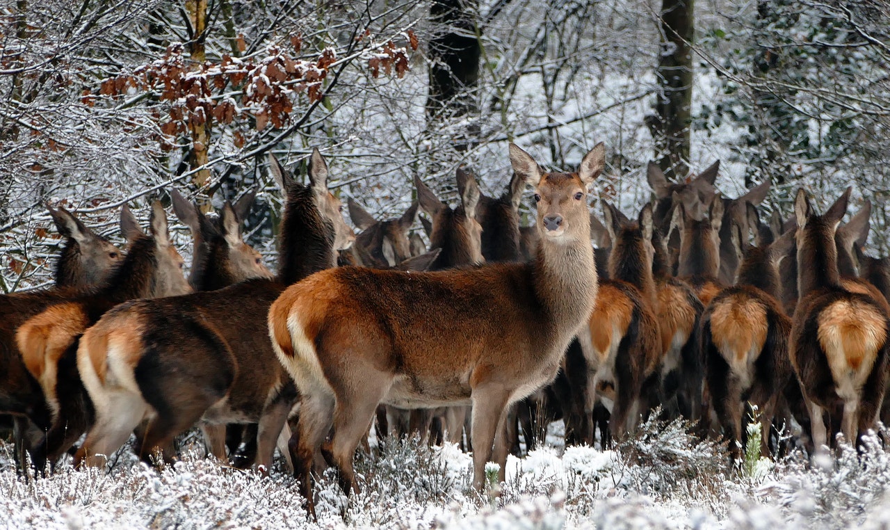 wildlife photography on winter