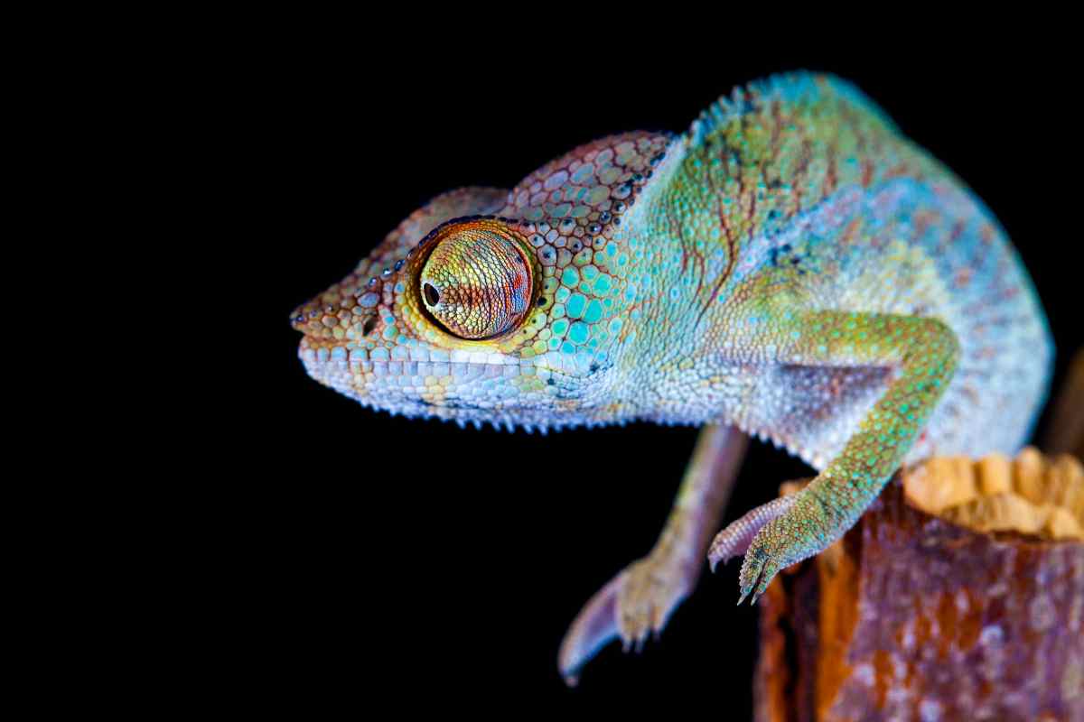 Discover the mesmerizing world of Panther Chameleons