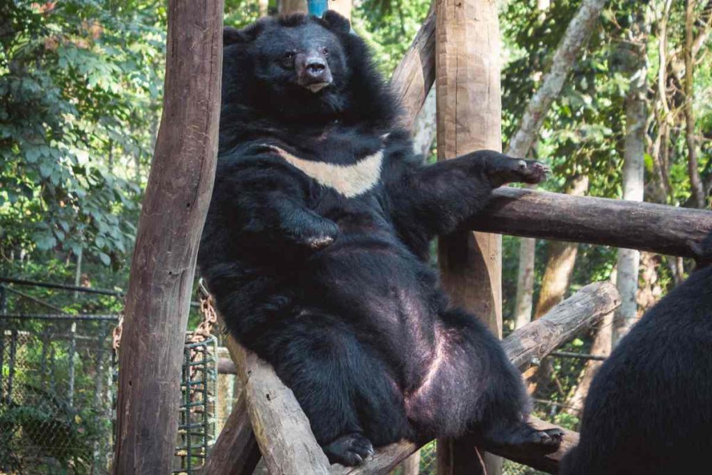 Examining Moon Bears' Behavior