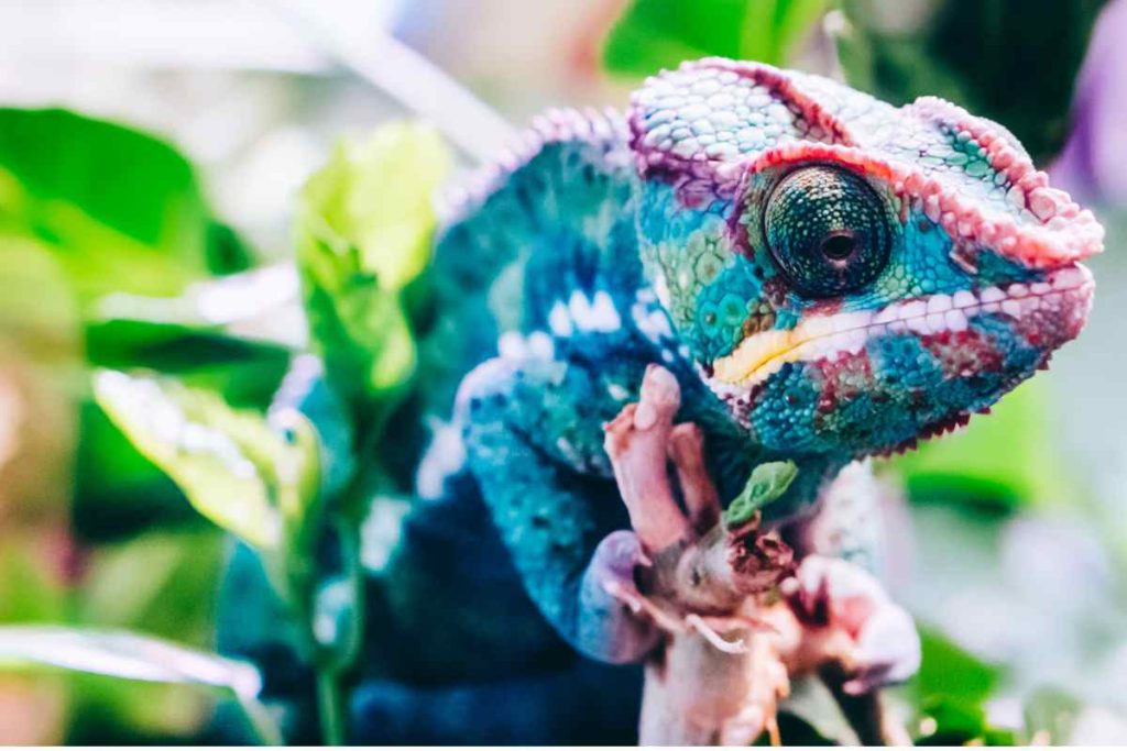 Exploring the stunning color variations of Panther Chameleons