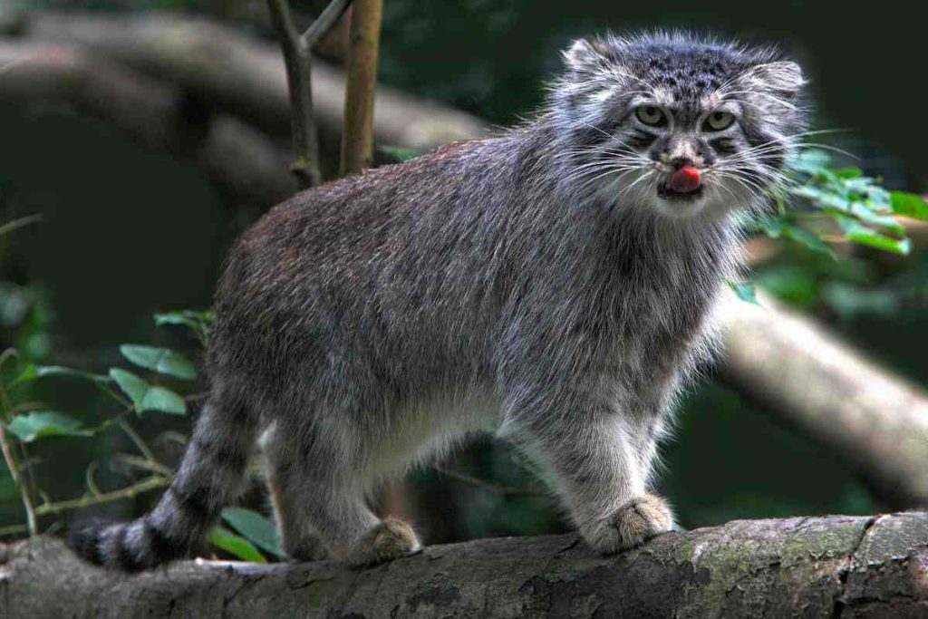 Masters of Stillness Pallas's Cat's Ability to Remain Motionless for Extended Periods