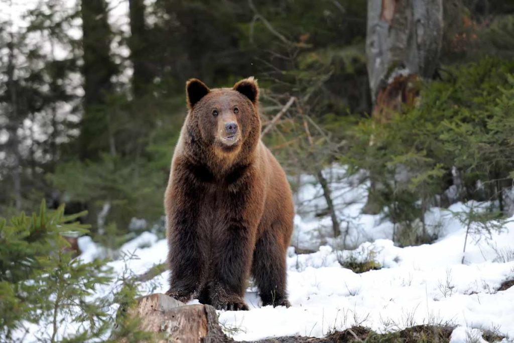 Moon Bears in Mythology