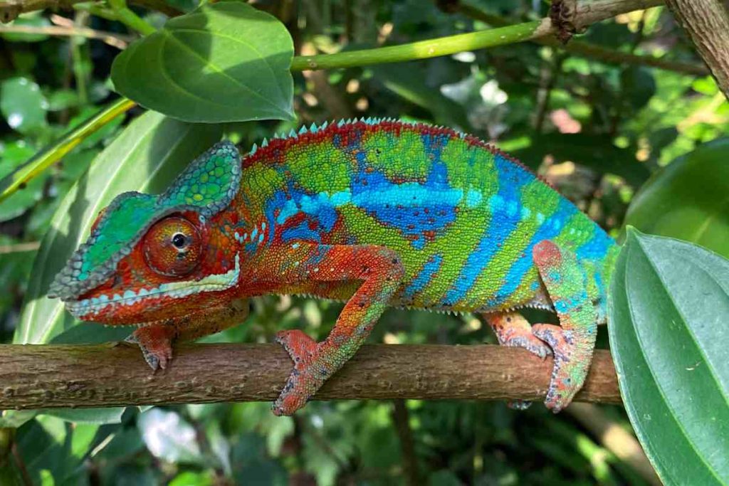 Discover the mesmerizing world of Panther Chameleons - Lakeofcode