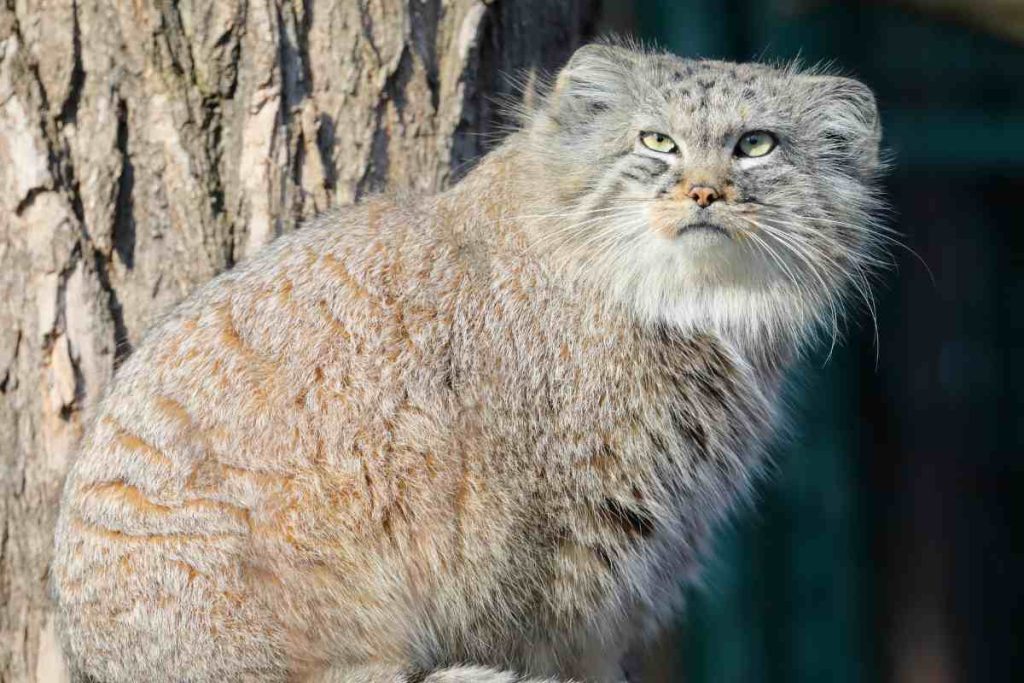 Pallas's Cat