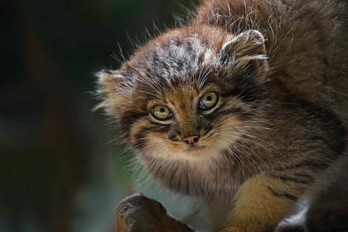 Pallas's Cat The Ultimate Master of Disguise in the Animal Kingdom