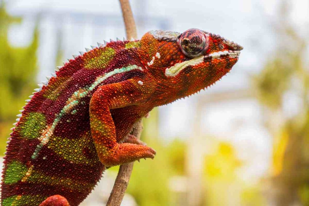 Panther Chameleons as Pets