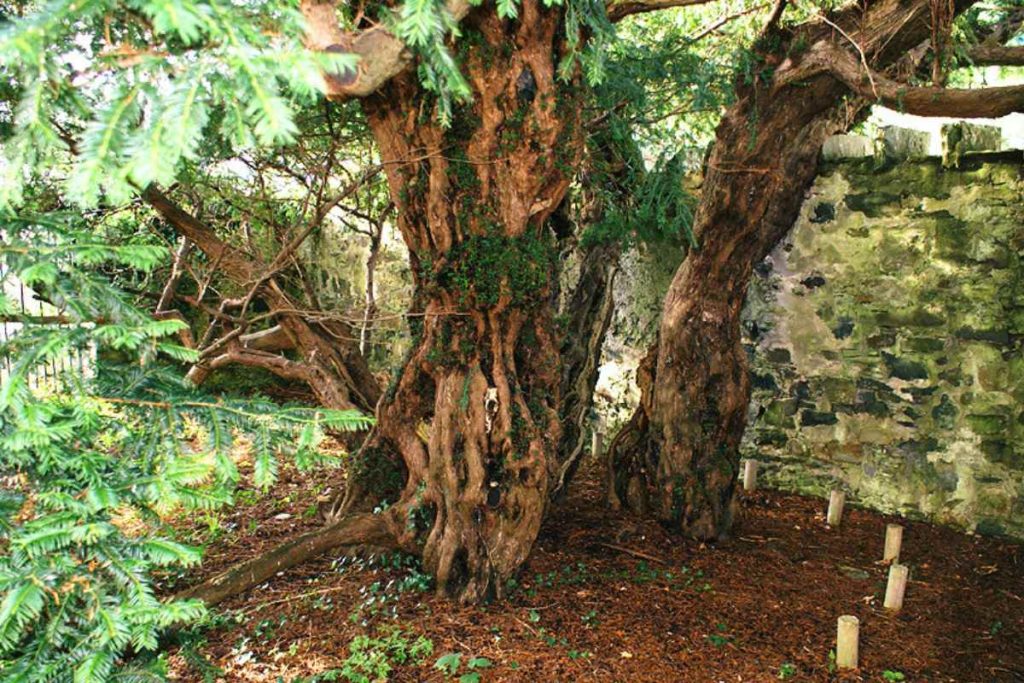 The Fortingall Yew