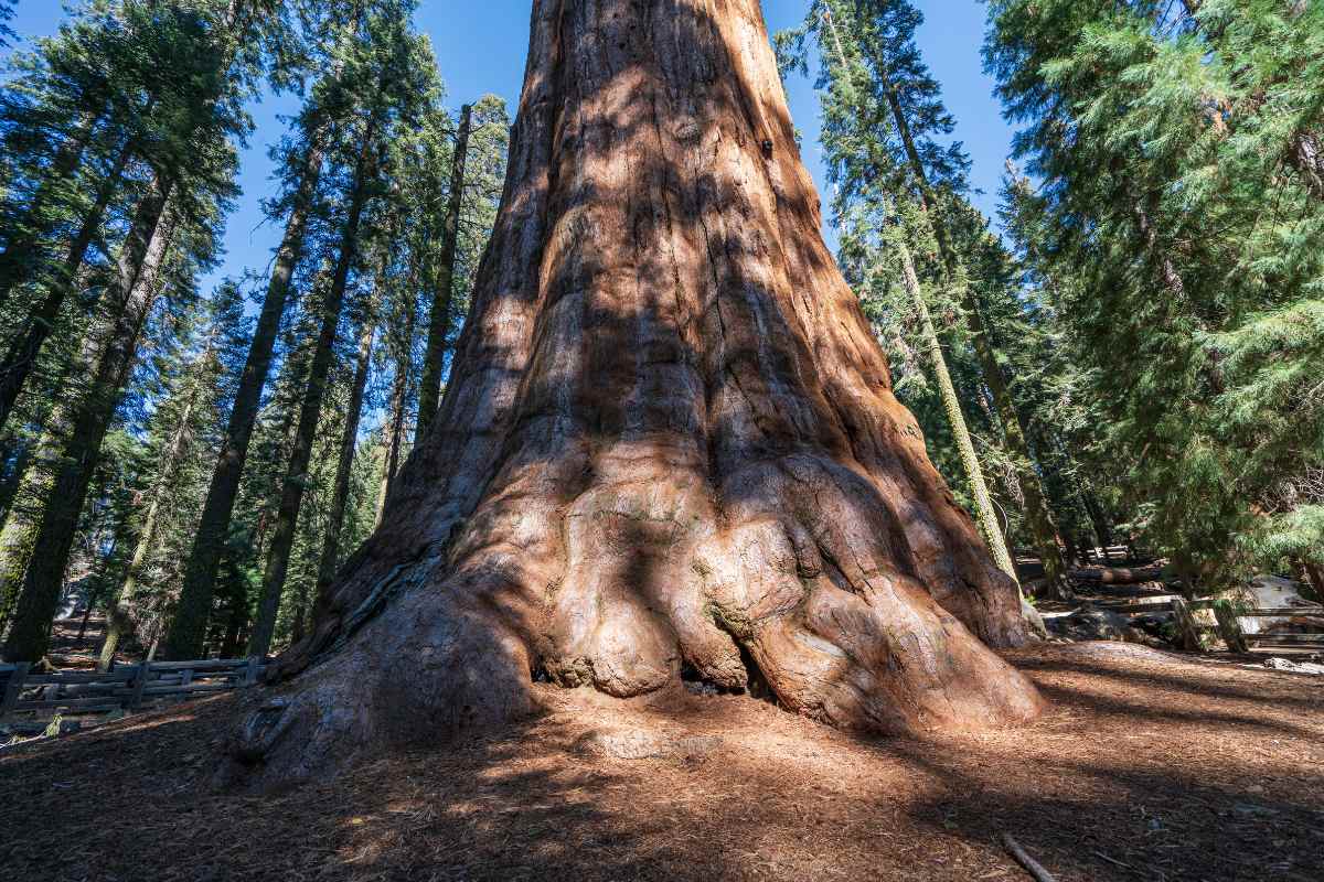 The Oldest Trees In World And Their Fascinating Histories Lakeofcode 