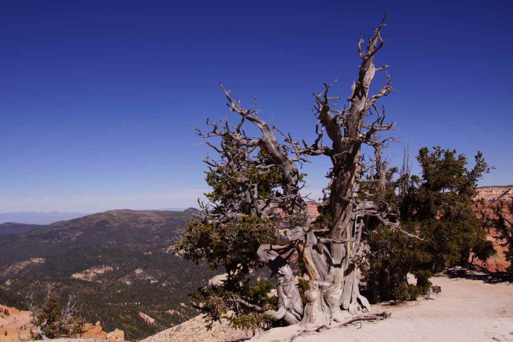 The Great Basin Bristlecone Pine