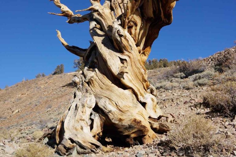 The Oldest Trees In World And Their Fascinating Histories Lakeofcode 8676