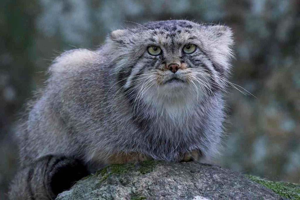 The Threat of Extinction Conservation Efforts for Pallas's Cat's Survival