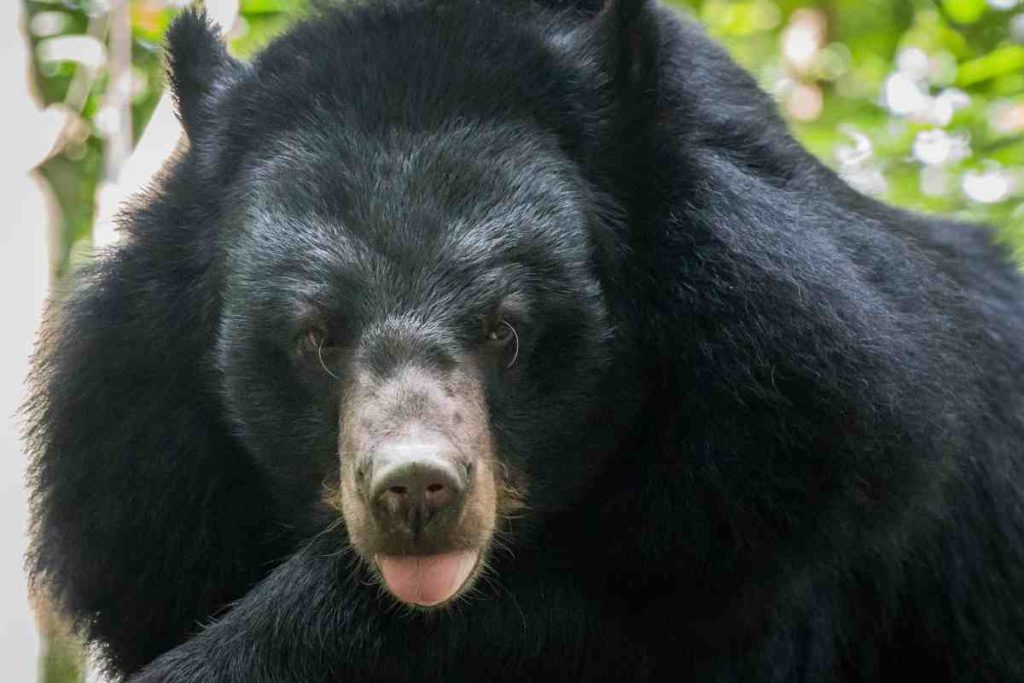 The Threats Facing Moon Bears