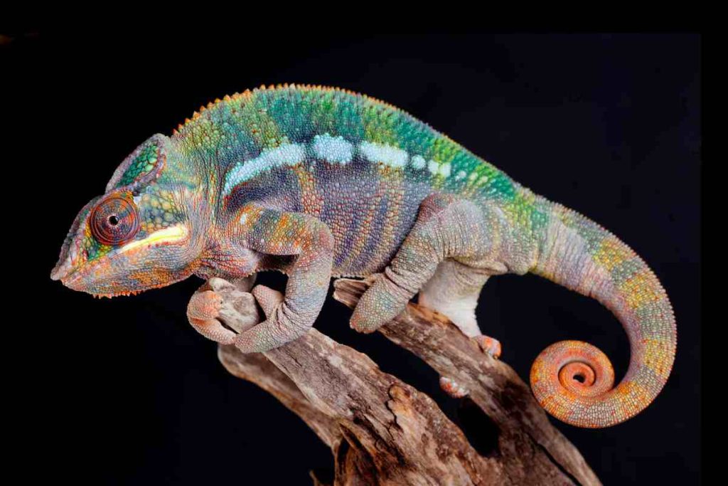 Understanding the science behind chameleon pigmentation