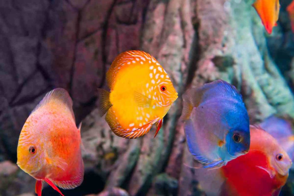 Diving into the Colorful Realm of Tropical Fish