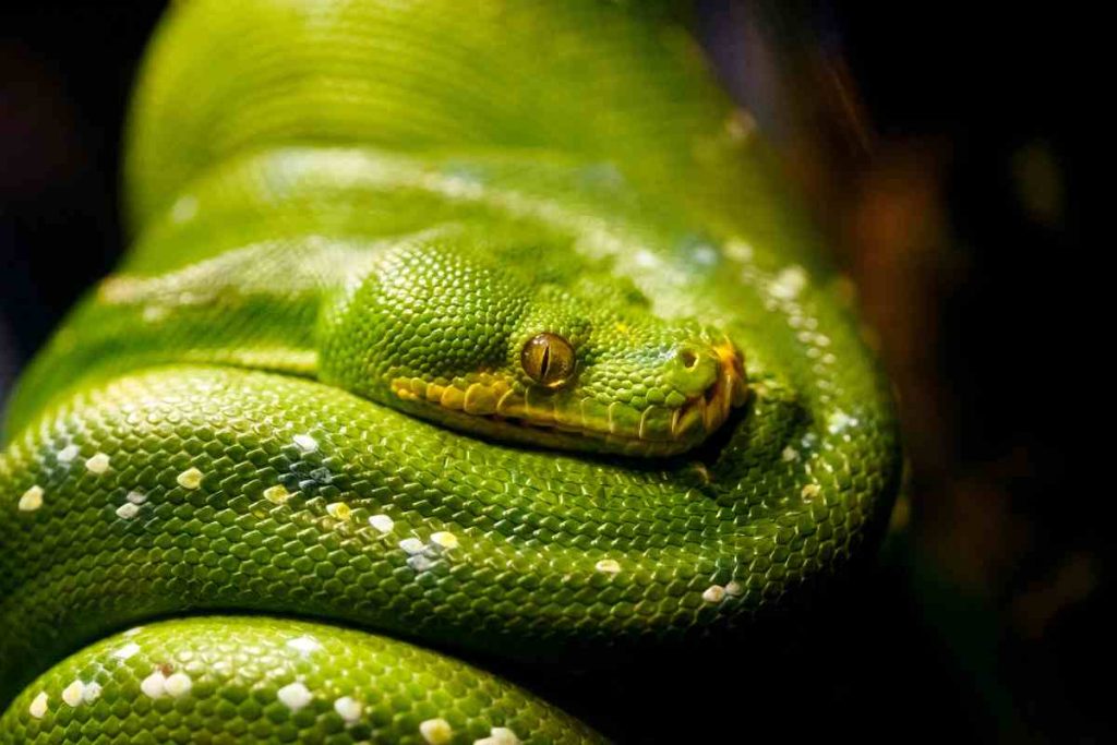 Getting to Know the Colorful Snakes of the Rainforest