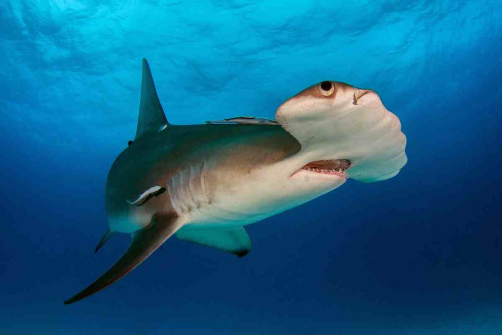 Hammerhead Sharks