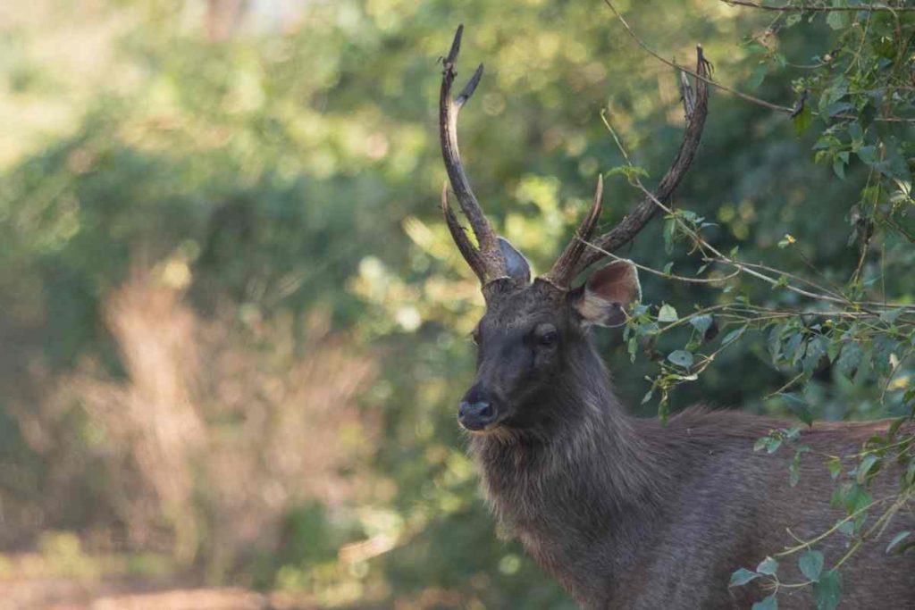 How Sambar Deer Blend Perfectly with Their Surroundings