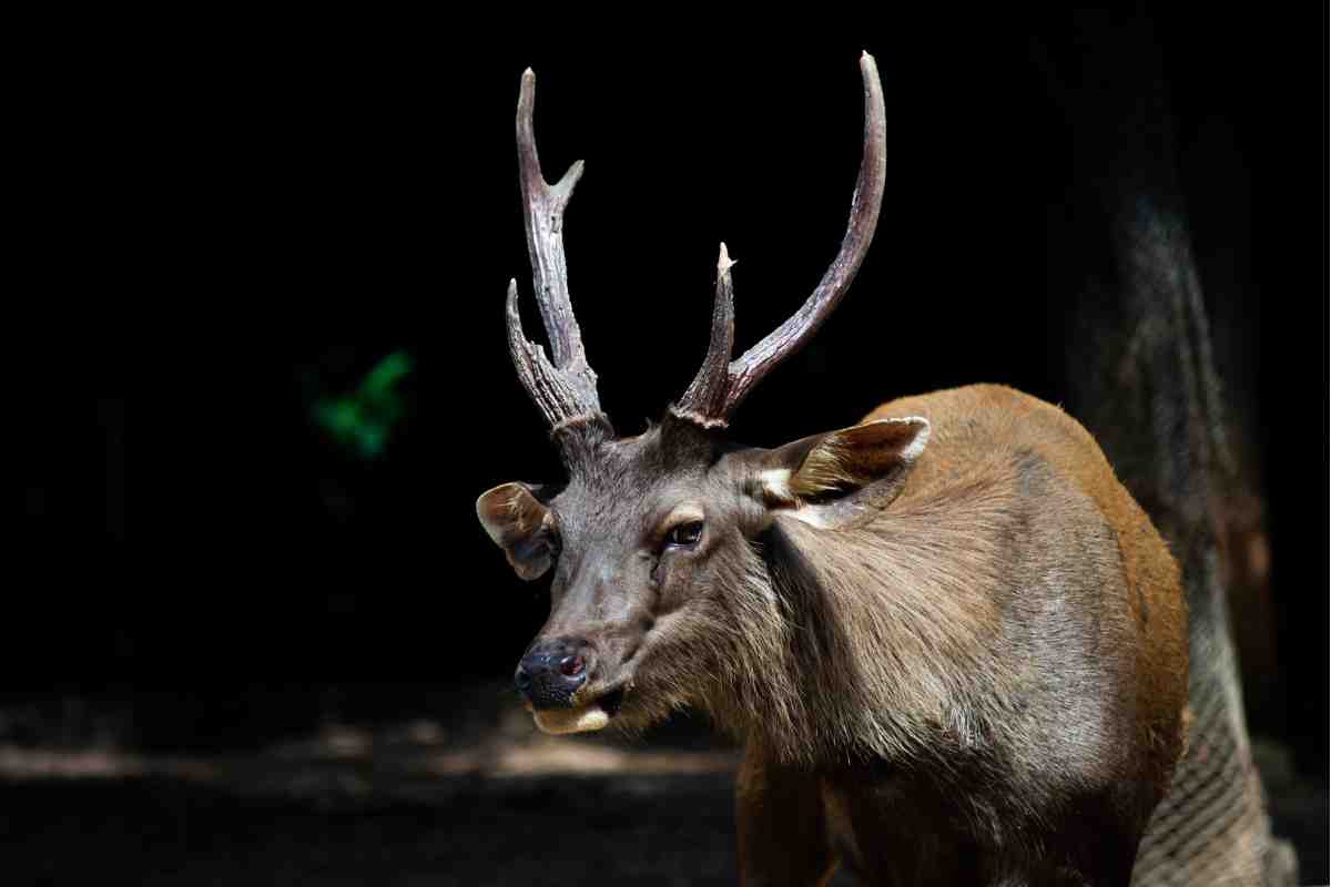 Sambar Deer: Nature’s True Survivors and Masters of Camouflage