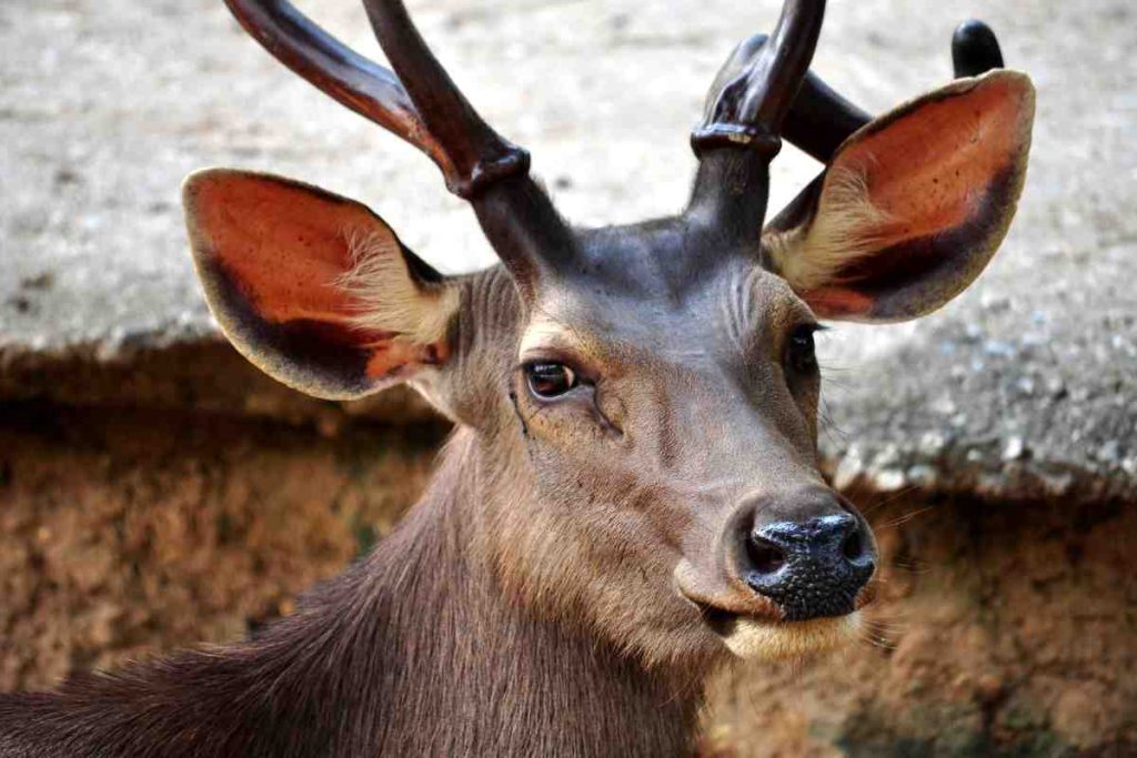 Sambar Deer in Mythology and Culture