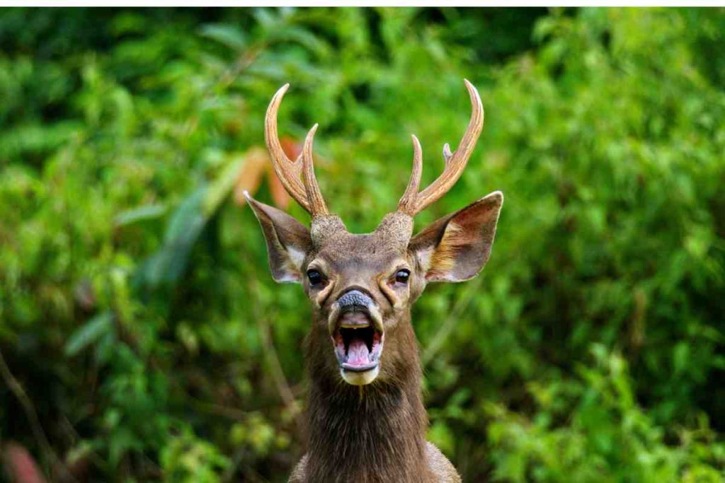 Sambar Deer's Versatile Diet and Foraging Techniques