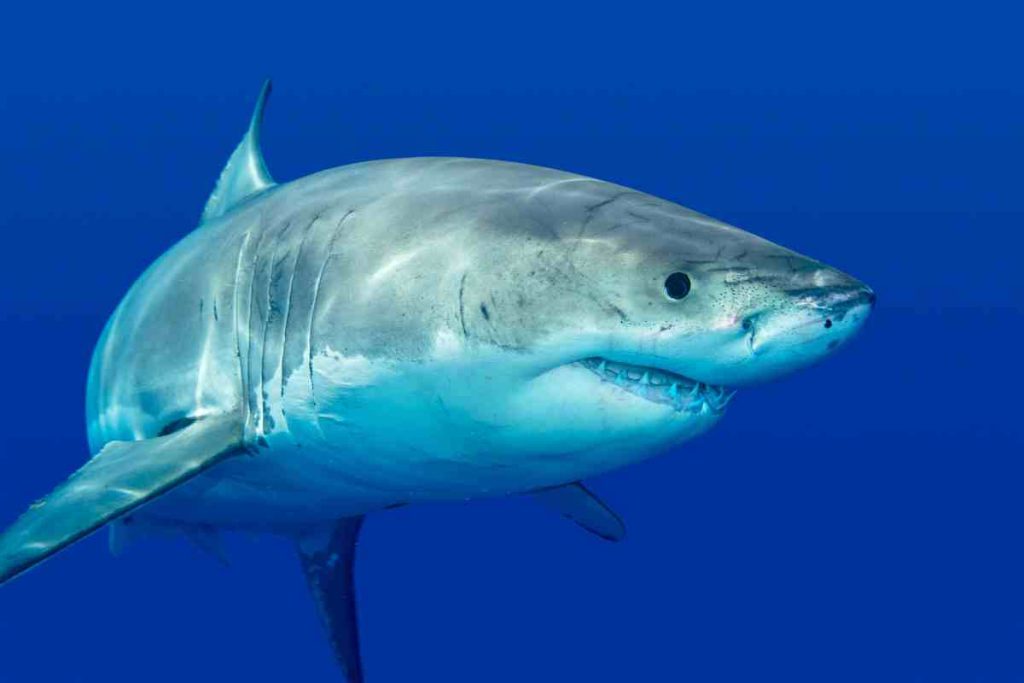 The Agile Blue Shark