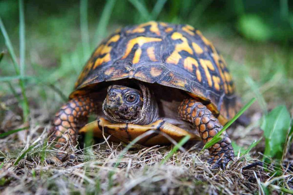 The Future of Turtle Shell Armor