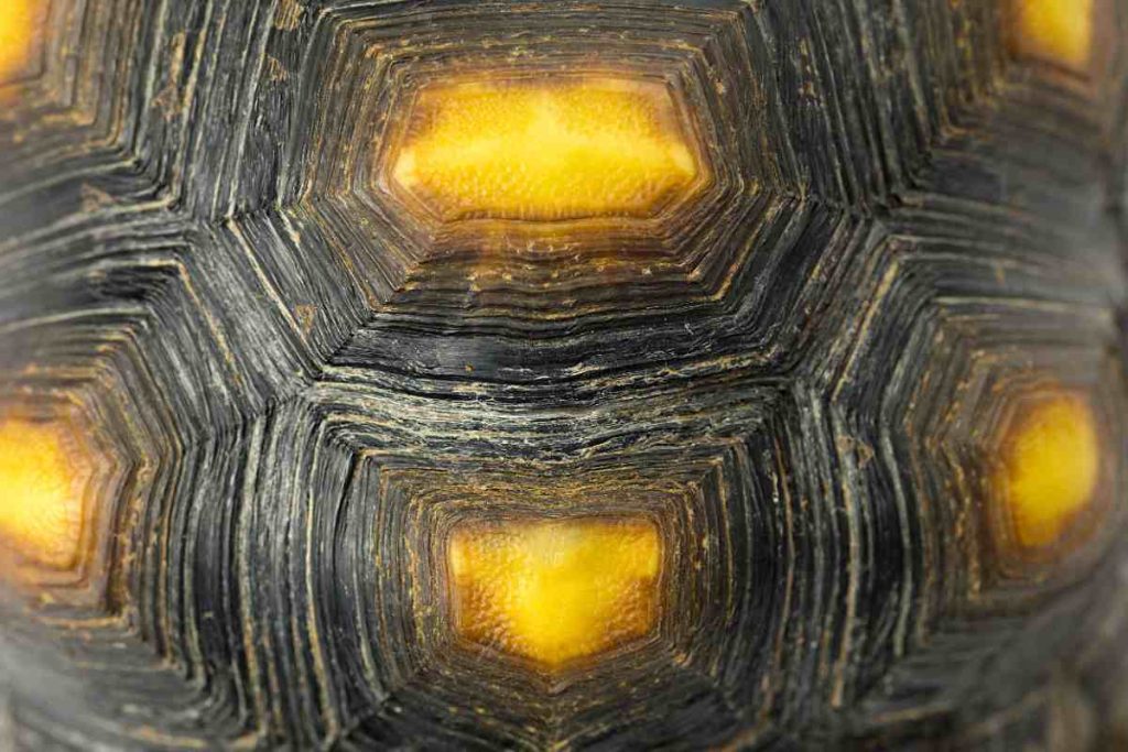 The Origins of Turtle Shell Armor
