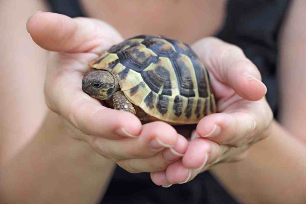 The Renaissance of Turtle Shell Armor