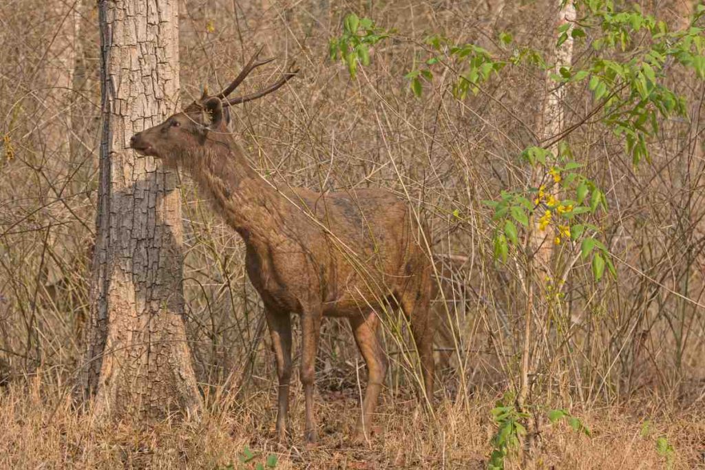 The Unique Strategies of Sambar Deer