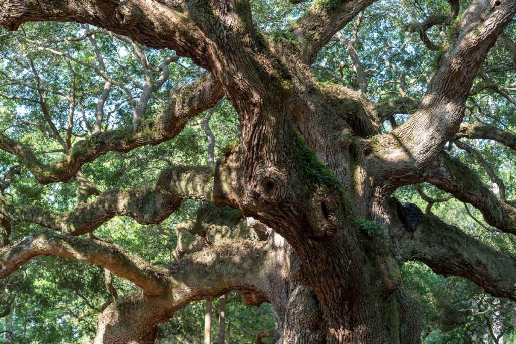 The Enigmatic Origins of Angel Oak Trees: Unraveling their Mysterious Beginnings