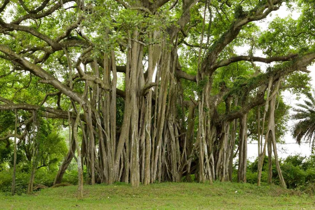 The Banyan Tree's Role in Ecological Balance: Sustaining Ecosystems for Centuries
