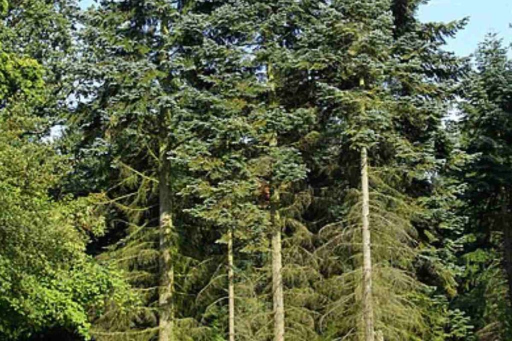 A Natural Wonder Exploring the Unique Characteristics of the Giant Noble Fir