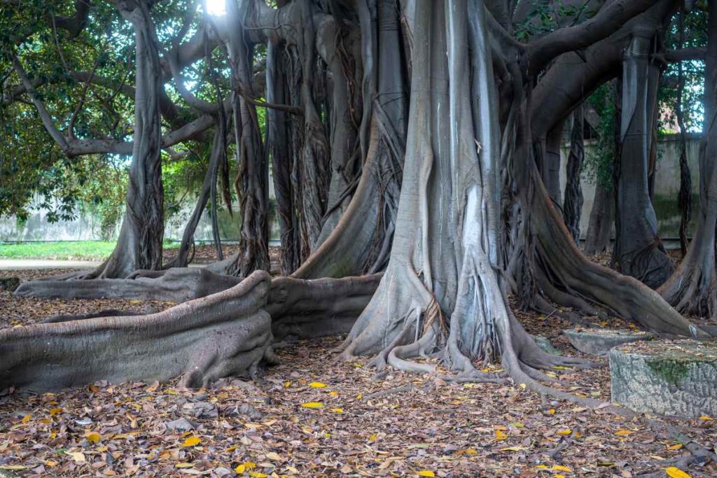 Ancient Wisdom Unearthing the Secrets of the Oldest Banyan Trees