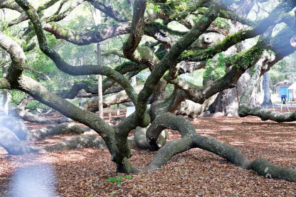 Angel Oak Trees and Climate Change