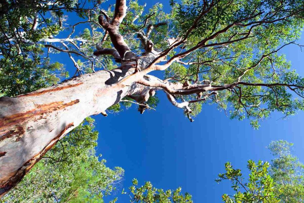 Breaking Records The Southern Blue Gum Tree's Unprecedented Height