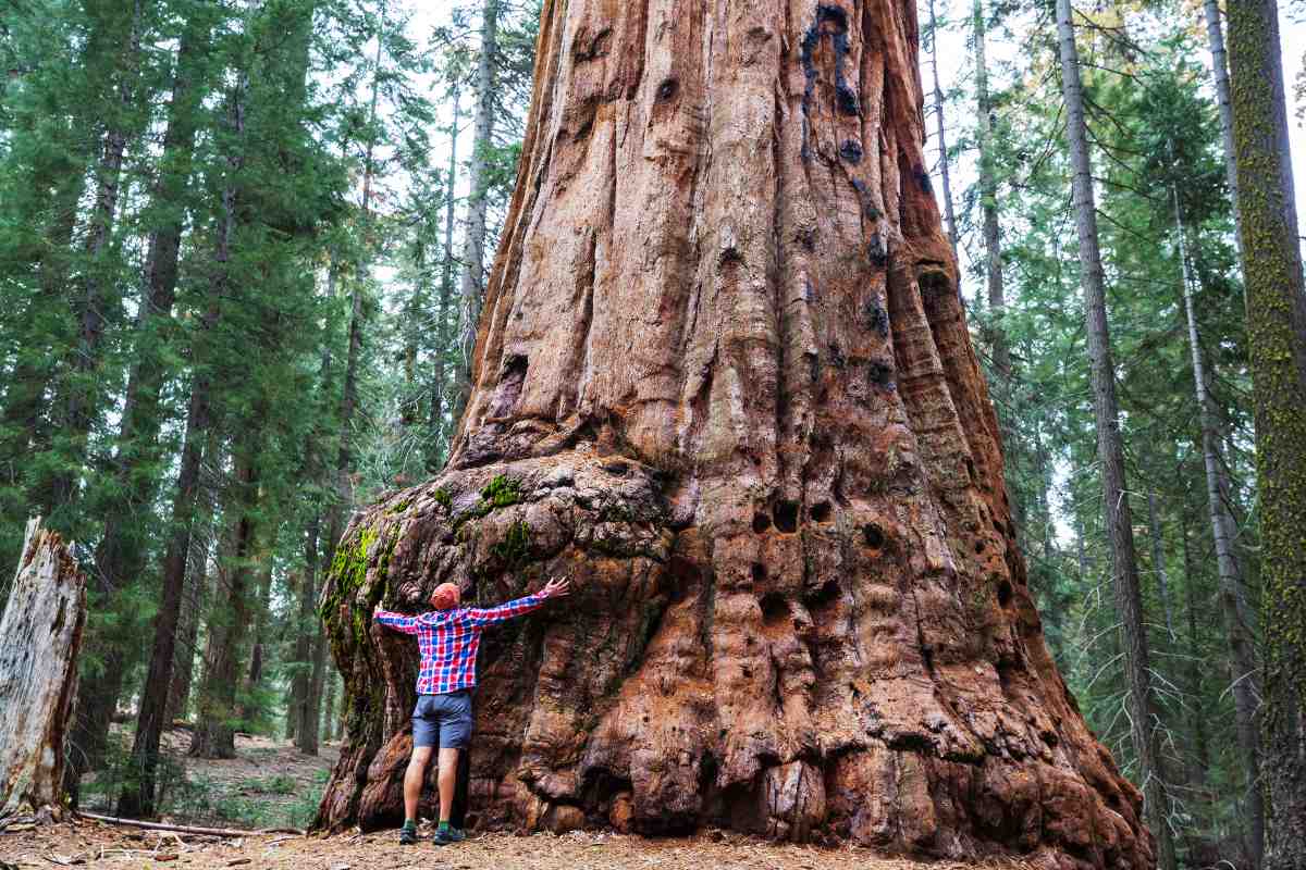 Discovering the Ancient Beauty of Sierra Nevada's Giant Sequoias