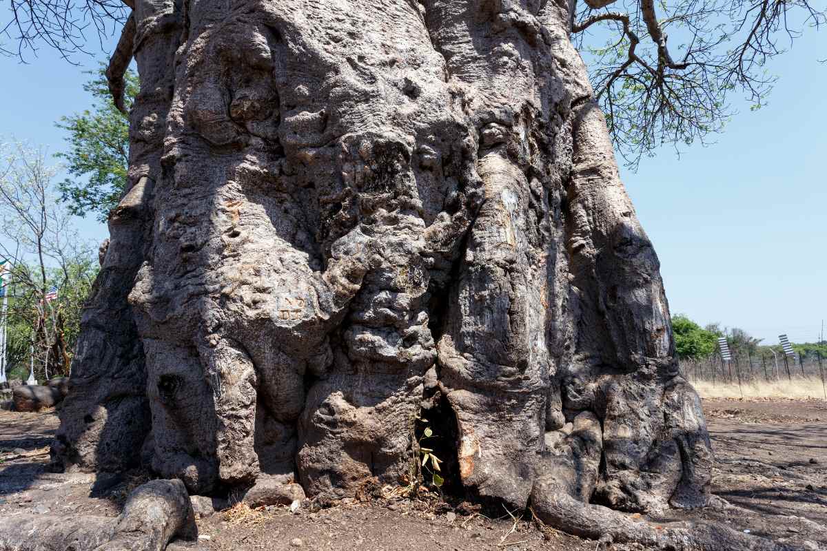 Discovering the Mysteries of the Majestic Baobab Tree