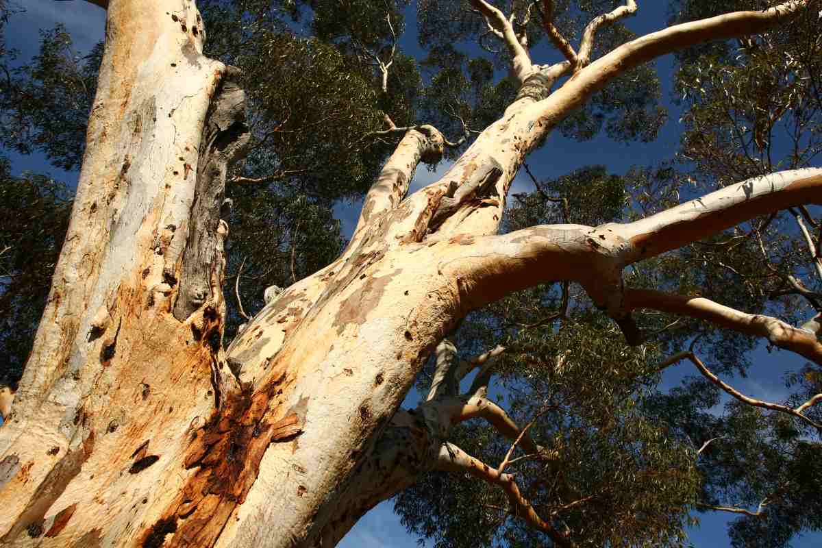 Discovering the Record-Breaking Tallest Southern Blue Gum Tree