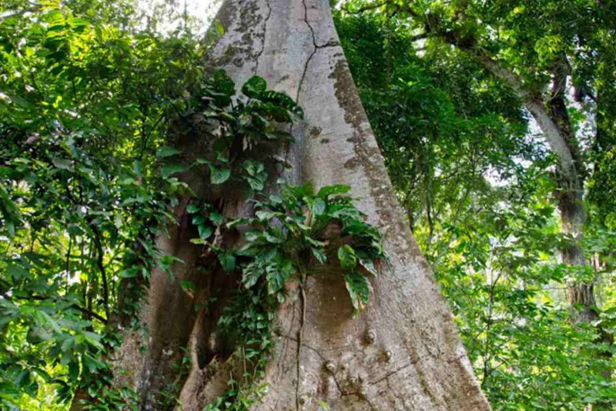Discovering the Secrets of the Biggest Dinizia Excelsa Tree