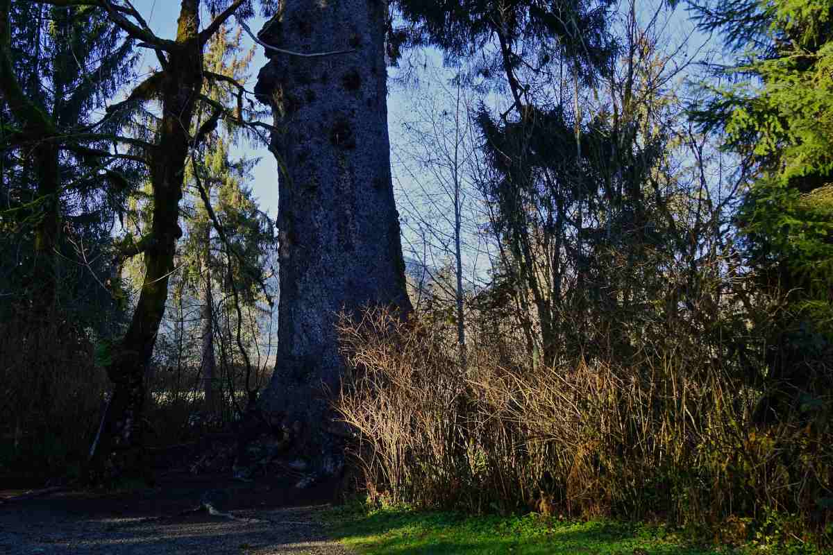 Discovering the Secrets of the Tallest Sitka Spruce Tree