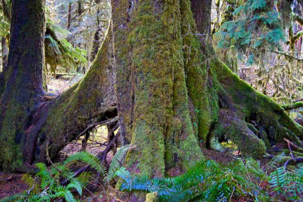 Environmental Factors How Climate and Soil Influence the Growth of Sitka Spruce