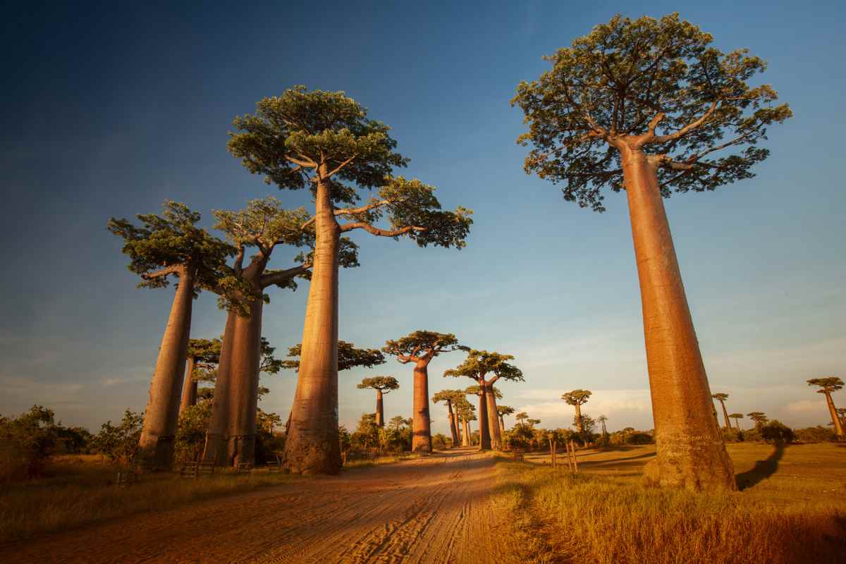 How Sunland Big Baobab Trees Inspire Conservation Efforts