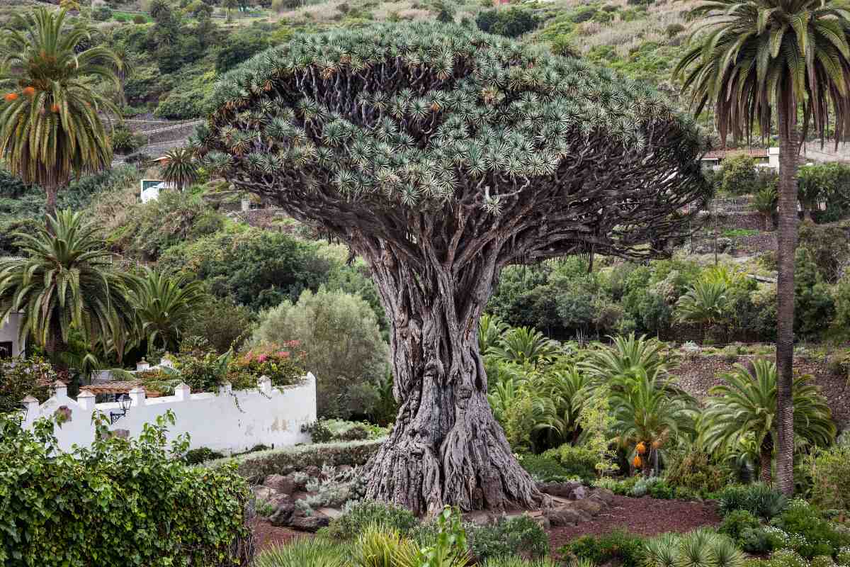 Journey to the Ancient Kingdom Unraveling the Enigma of the Oldest Dragon's Blood Tree