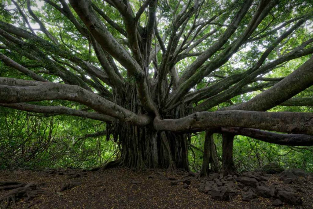 Journeying through Centuries with the Oldest Banyan Trees - Lakeofcode