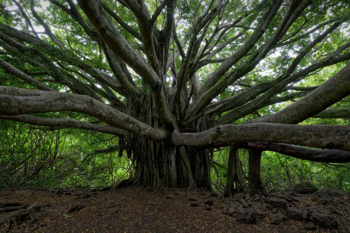 Journeying through Centuries with the Oldest Banyan Trees