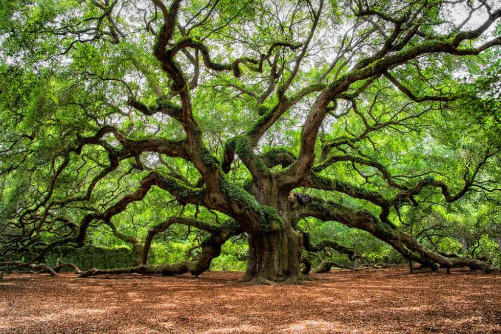 Majestic Anatomy of Angel Oak Trees