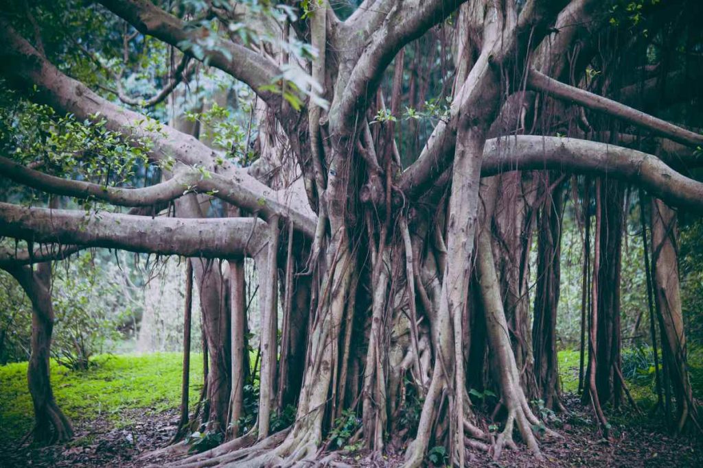 Majestic Giants Discovering the Enormous Size of Banyan Trees