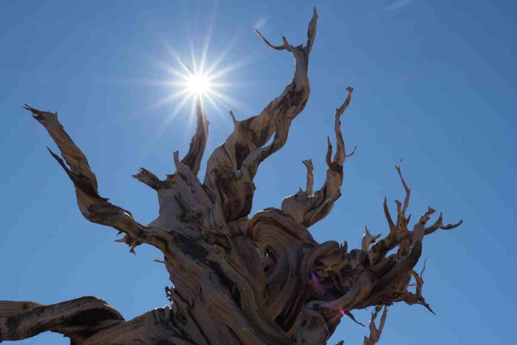 Studying Bristlecone Pines for Insights into Climate Change
