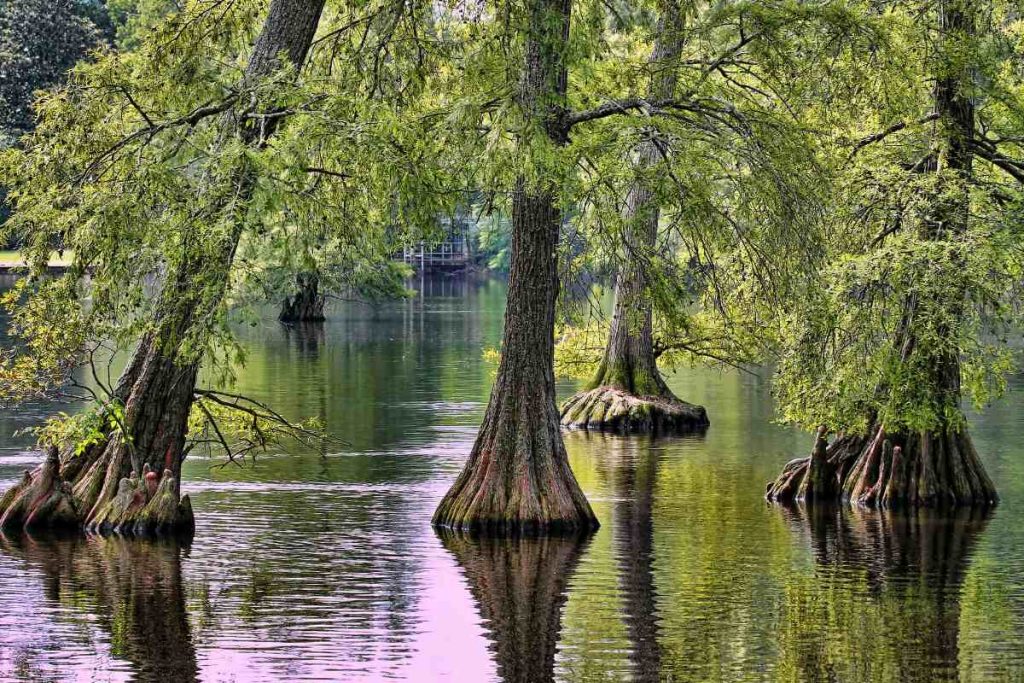 The Bald Cypress and Its Cultural Significance