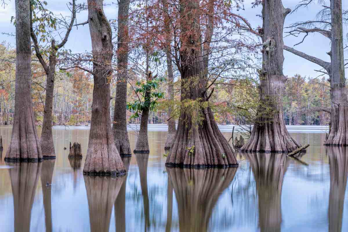 The Bald Cypress: Nature’s Architectural Wonder and Symbol of Resilience